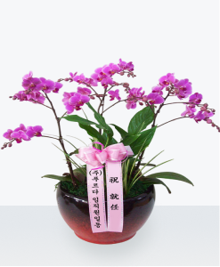 서양란 만천홍 상품